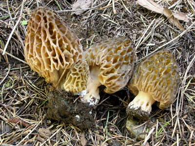 Morchella snyderi